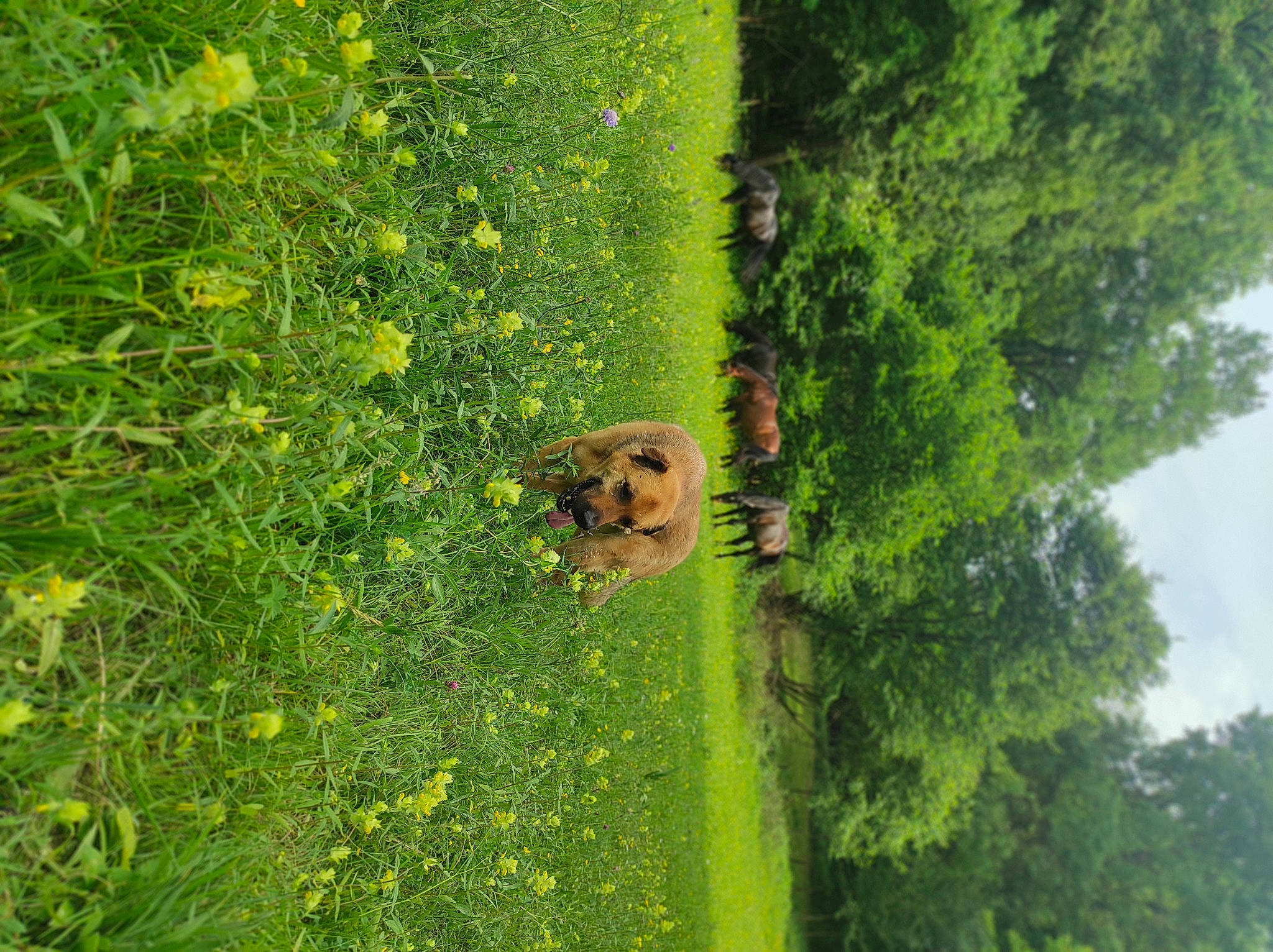 Bola participe au concours pour gagner de l'argent avec cette photo : biome, carnivore, dog, fawn, flower, grass, grass_family, grassland, groundcover, landscape, lawn, leaf, meadow, natural_landscape, organism, plant, shrub, sky, tree, vegetation