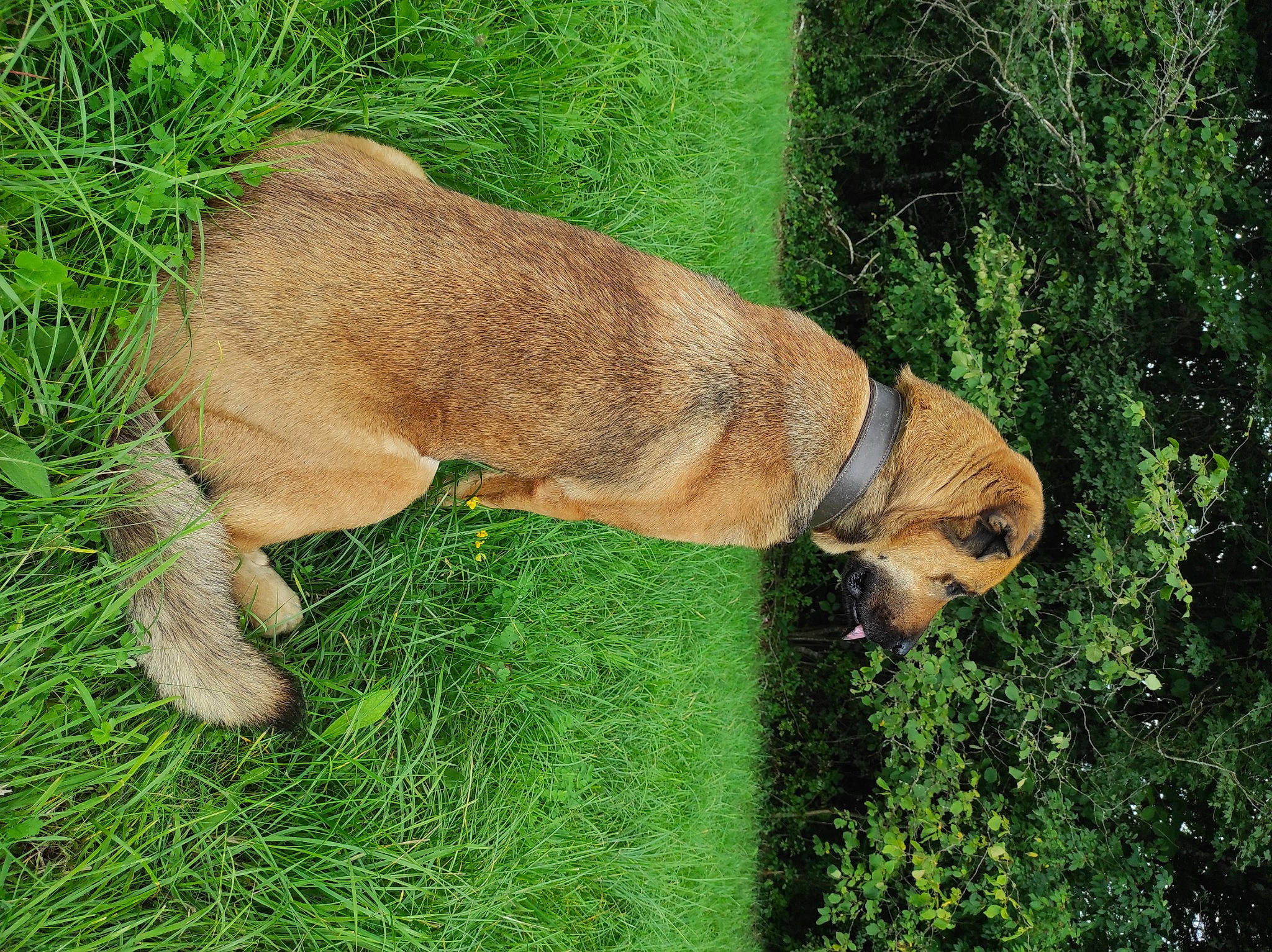Bola participe au concours pour gagner de l'argent avec cette photo : canidae, carnivore, collar, companion_dog, dog, dog_breed, dog_collar, fawn, grass, grassland, groundcover, liver, plant, snout, sporting_group, tail, terrestrial_animal, tree, whiskers, working_animal