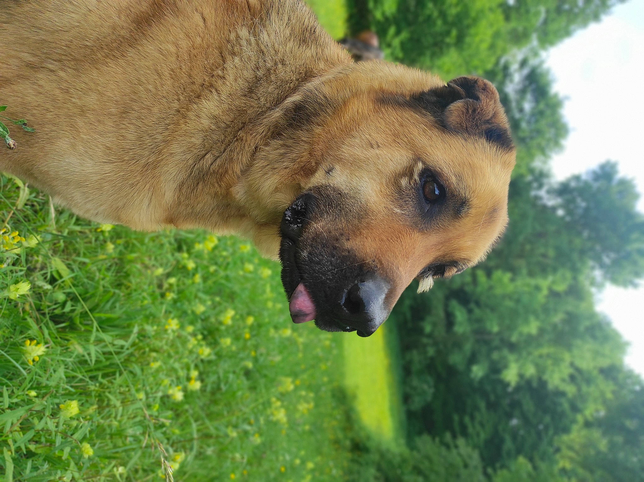 Bola participe au concours pour gagner de l'argent avec cette photo : big_cats, canidae, carnivore, collar, dog, dog_breed, fawn, felidae, flower, fur, grass, grassland, plant, sky, snout, sporting_group, terrestrial_animal, tree, whiskers, wildlife