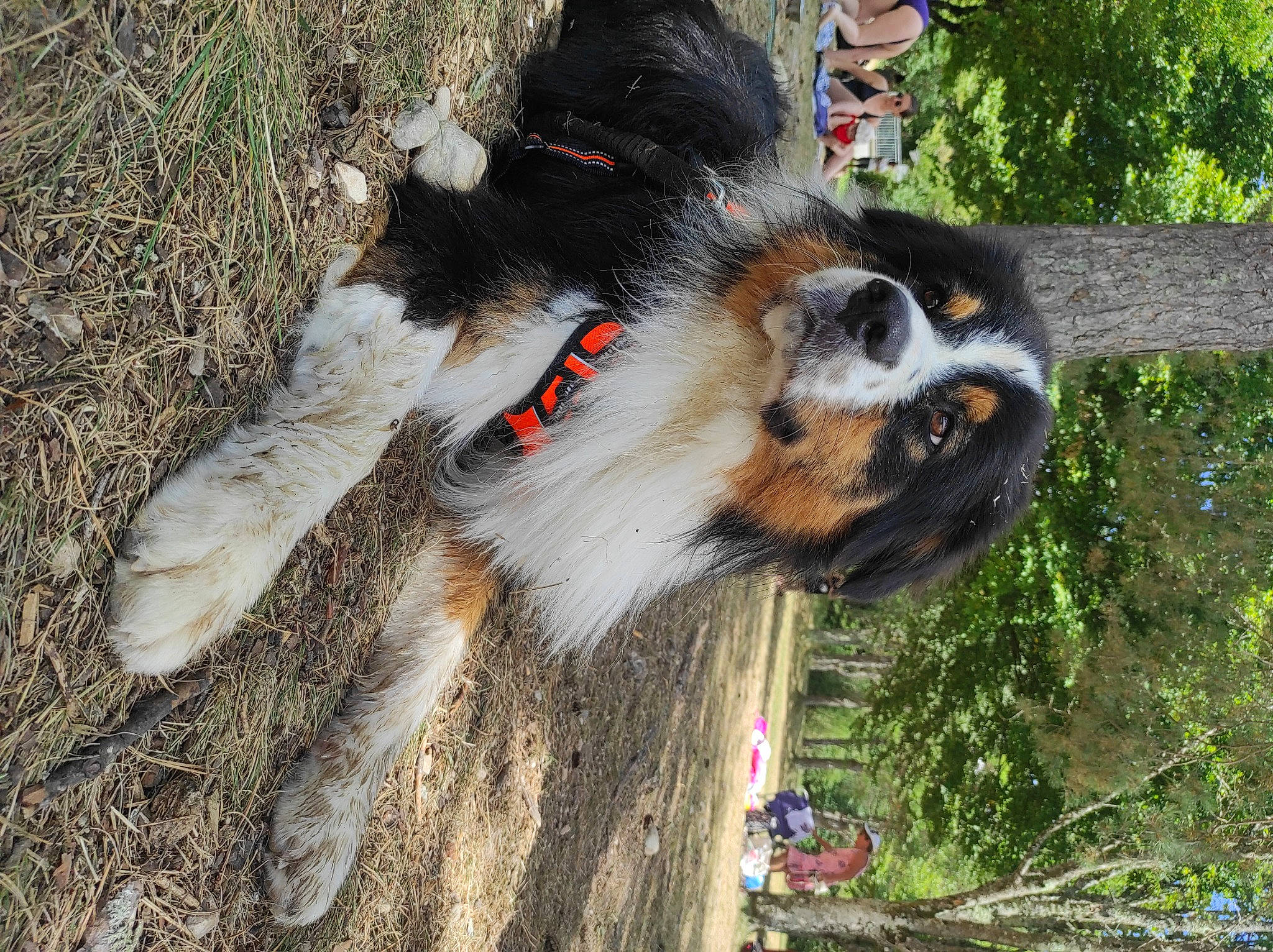 Syrius a rejoint le concours — aidez-le/la à gagner de superbes lots ! canidae, carnivore, collar, companion_dog, dog, dog_breed, dog_supply, fur, grass, herding_dog, plant, snout, soil, sporting_group, tail, terrestrial_animal, tree, whiskers, wildlife, working_dog