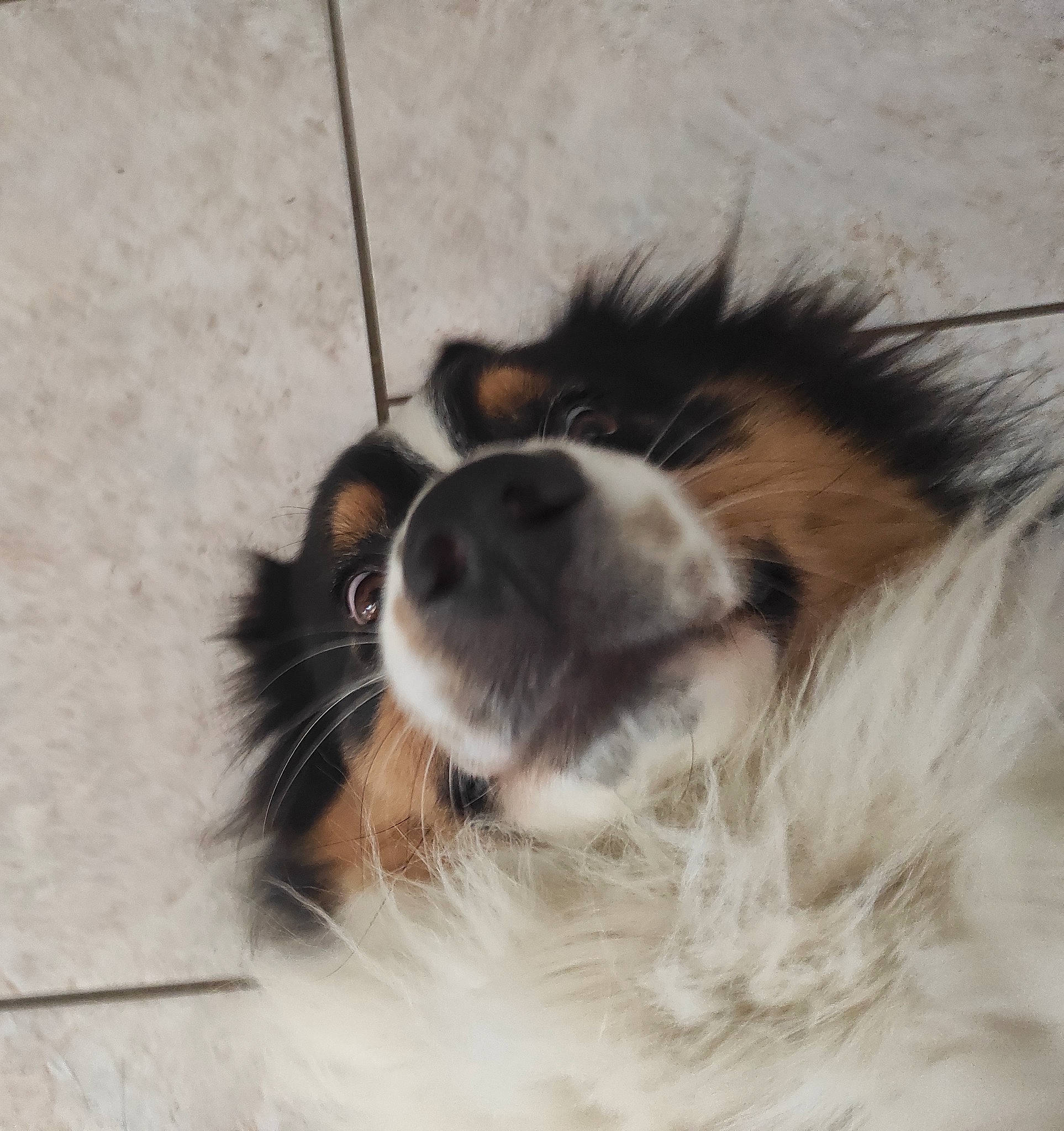 Syrius participe au concours pour gagner de l'argent avec cette photo : ancient_dog_breeds, canidae, carnivore, collie, companion_dog, dog, dog_breed, fawn, fur, herding_dog, rough_collie, scotch_collie, shetland_sheepdog, sporting_group, terrestrial_animal, terrier, whiskers, working_animal, working_dog