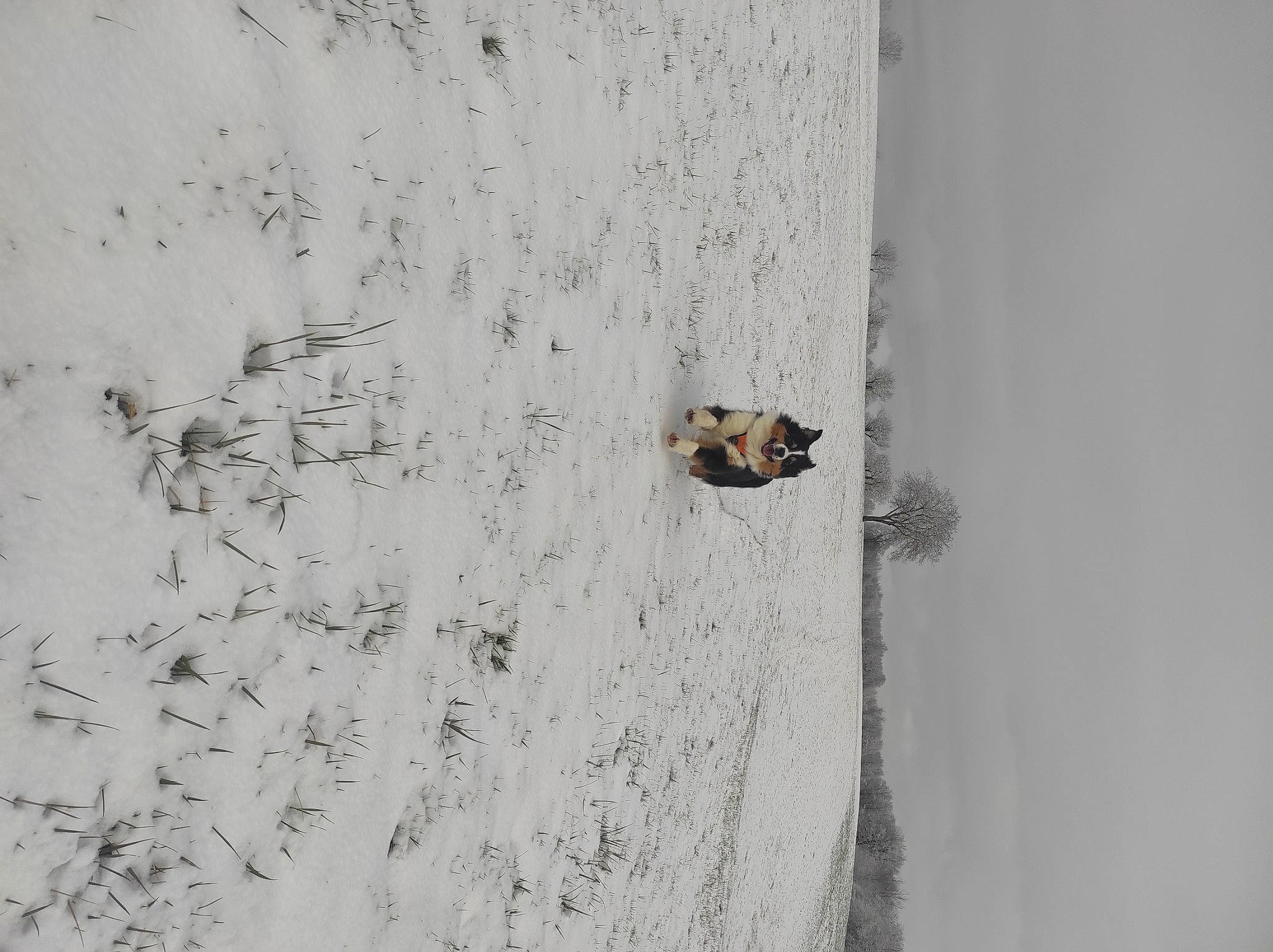 Syrius participe au concours pour gagner de l'argent avec cette photo : beach, cement, concrete, door, freezing, grey, landscape, plant, recreation, rock, sand, snow, tree, trunk, twig, water, wildlife, winter, wood