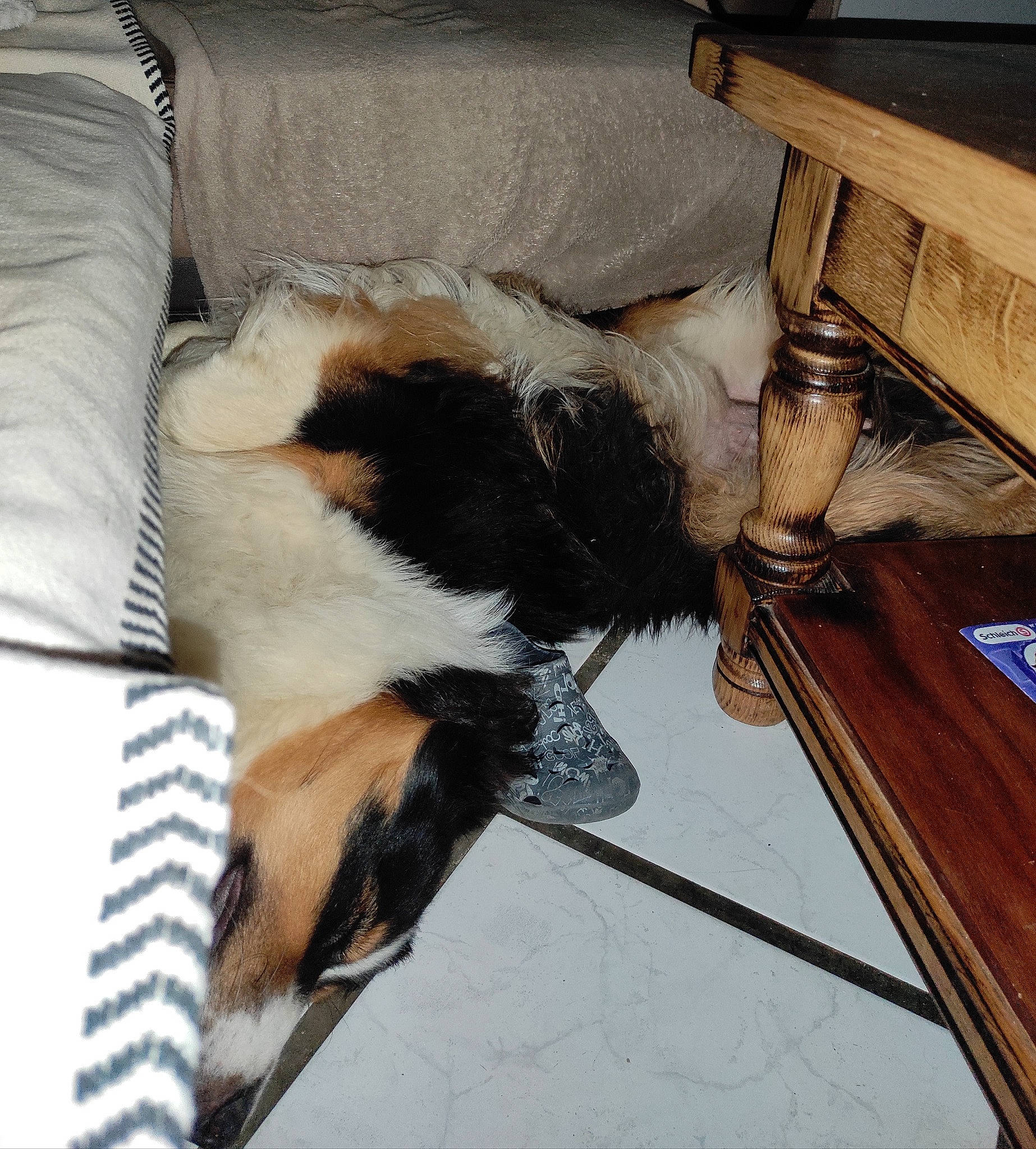 Syrius participe au concours pour gagner de l'argent avec cette photo : canidae, carnivore, chair, comfort, companion_dog, couch, dog, dog_breed, fawn, felidae, flooring, fur, hardwood, small_to_medium_sized_cats, sporting_group, tail, terrestrial_animal, whiskers, wood, working_animal