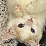 Raine And Amara is registered to the contest to win money with this photo: cat, kitten, pet, upside_down, paw, fur, eye, nose, whiskers, indoor, blanket, textile, closeup, portrait, cute, white, orange, tabby, sleepy, face