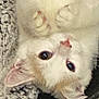 cat, kitten, pet, upside_down, paw, fur, eye, nose, whiskers, indoor, blanket, textile, closeup, portrait, cute, white, orange, tabby, sleepy, face