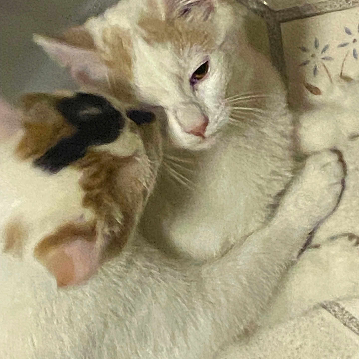 Raine And Amara is registered to the contest to win money with this photo: affection, beige_white_fur, cat, cats, closeup, companion, cuddling, domestic_animal, ear, feline, fur, indoor, paw, pet, resting, sleepy, snuggle, tiled_floor, two_animals, whiskers