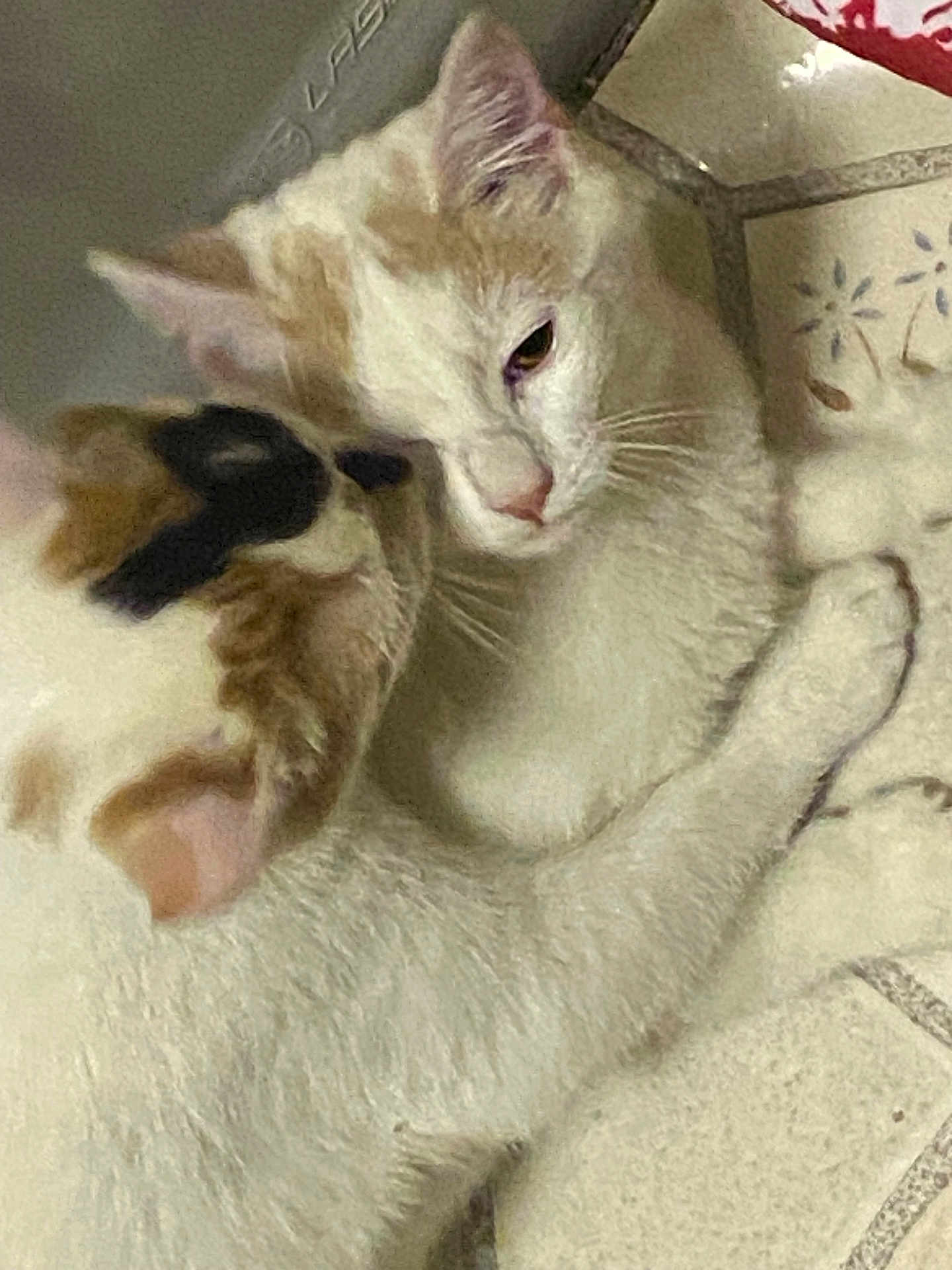 Raine And Amara is registered to the contest to win money with this photo: cat, cats, feline, pet, cuddling, affection, sleepy, whiskers, paw, fur, ear, closeup, indoor, tiled_floor, companion, domestic_animal, two_animals, beige_white_fur, resting, snuggle