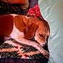 Sassy joined the competition — help win amazing prizes! dog, sleeping, blanket, pillow, person, resting, indoor, brown, white, cozy, relaxation, nap, fur, ear, head, comfort, animal, home, warm, soft