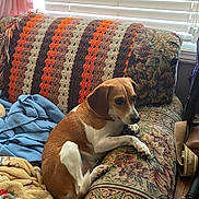 Sassy is registered to the contest to win money with this photo: dog, couch, blanket, knitted_blanket, window_blinds, indoor, pet, brown_and_white_dog, floral_pattern, fabric, cozy, resting, furniture, living_room, daylight, relaxing, paw, ear, snout, home