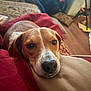 Sassy is registered to the contest to win money with this photo: dog, pet, indoor, resting, blanket, pillow, brown, white, fur, canine, closeup, face, sleepy, comfort, home, cozy, relaxed, animal, cute, portrait
