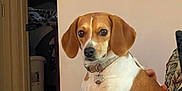 Sassy joined the competition — help win amazing prizes! dog, beagle, pet, indoor, couch, furniture, collar, thermostat, wall, hand, brown_and_white, alert, sitting, domestic, companion, household, animal, portrait, curious, calm