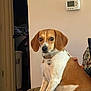 dog, beagle, pet, indoor, couch, furniture, collar, thermostat, wall, hand, brown_and_white, alert, sitting, domestic, companion, household, animal, portrait, curious, calm