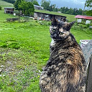 Hermione is registered to the contest to win money with this photo: cat, tortoiseshell, animal, pet, fur, outdoor, greenery, grass, field, barn, wood, railing, sky, cloudy, nature, rural, fence, farm, looking_back, sitting