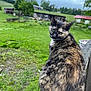 animal, barn, cat, cloudy, farm, fence, field, fur, grass, greenery, looking_back, nature, outdoor, pet, railing, rural, sitting, sky, tortoiseshell, wood