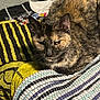 Hermione is registered to the contest to win money with this photo: cat, tortoiseshell_cat, blanket, striped_blanket, indoor, pet, feline, resting, cozy, fur, animal, bed, textile, pattern, sleepy, whiskers, ears, closeup, domestic_animal, cute