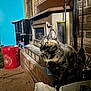 Hermione joined the competition — help win amazing prizes! cat, tortoiseshell, wood_stove, brick_hearth, red_bucket, blue_wall, black_shelving, household_items, paper, container, indoor, pet, feline, curious, sitting, fur, ears, eyes, floor, window