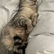 Mavis joined the competition — help win amazing prizes! cat, sleeping, tabby, fur, paws, blanket, white, cozy, resting, pet, animal, cute, domestic, feline, relaxed, indoor, soft, comfort, peaceful, curled