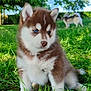 puppy, dog, husky, blue_eyes, brown_fur, white_fur, grass, outdoor, nature, greenery, cute, pet, animal, young_dog, blurred_background, sunlight, garden, playful, canine, fur