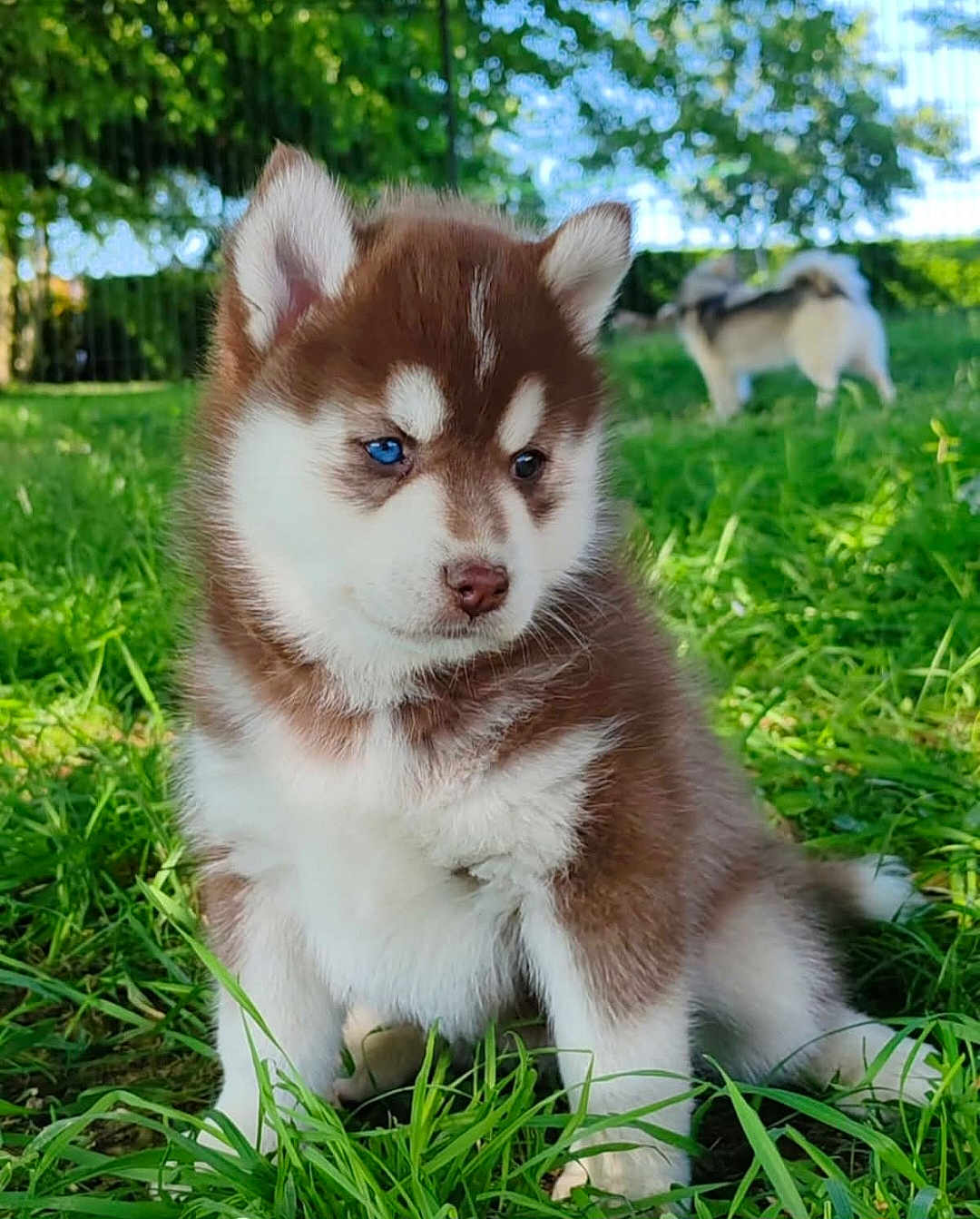 Aïka a rejoint le concours — aidez-le/la à gagner de superbes lots ! puppy, dog, husky, blue_eyes, brown_fur, white_fur, grass, outdoor, nature, greenery, cute, pet, animal, young_dog, blurred_background, sunlight, garden, playful, canine, fur