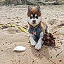 Aïka a rejoint le concours — aidez-le/la à gagner de superbes lots ! puppy, dog, husky, sand, beach, pine_cone, shell, harness, pet_tag, outdoor, animal, cute, young_dog, sandy_paws, nature, resting, curious, fur, canine, daylight