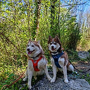 Aïka a rejoint le concours — aidez-le/la à gagner de superbes lots ! dog, husky, animal, pet, forest, nature, outdoor, rock, greenery, trees, leash, harness, blue_sky, sunlight, happy, canine, mammal, fur, tongue, alert