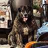 animal, blanket, chair, cozy, cushion, dog, domestic, fireplace, fur, happy, home, household_items, indoor, looking_at_camera, pet, plant, sitting, stone_wall, tile_floor, tongue_out