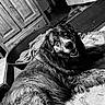 dog, indoor, black_and_white, smiling, fur, pet, lying_down, rug, dog_bed, blanket, wooden_furniture, happy, close_up, portrait, floor, cozy, companion, animal, domestic, relaxed