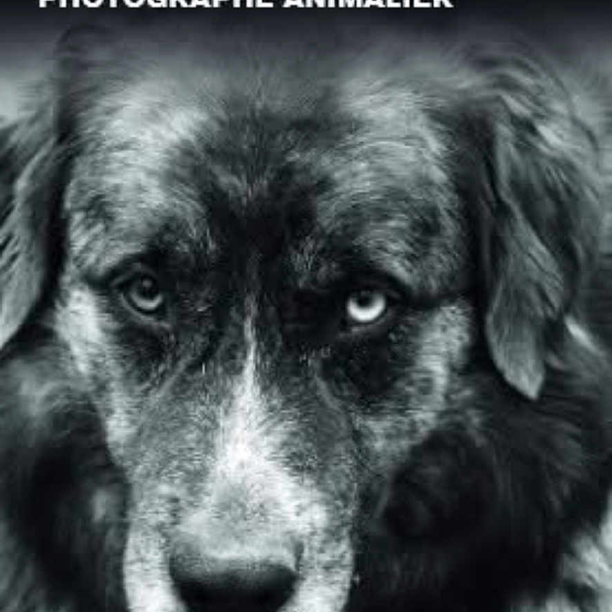 Scotch a rejoint le concours — aidez-le/la à gagner de superbes lots ! dog, portrait, black_and_white, animal, close_up, heterochromia, face, fur, eyes, photography, text_overlay, advertisement, canine, monochrome, expression, pet, looking_at_camera, studio, artistic