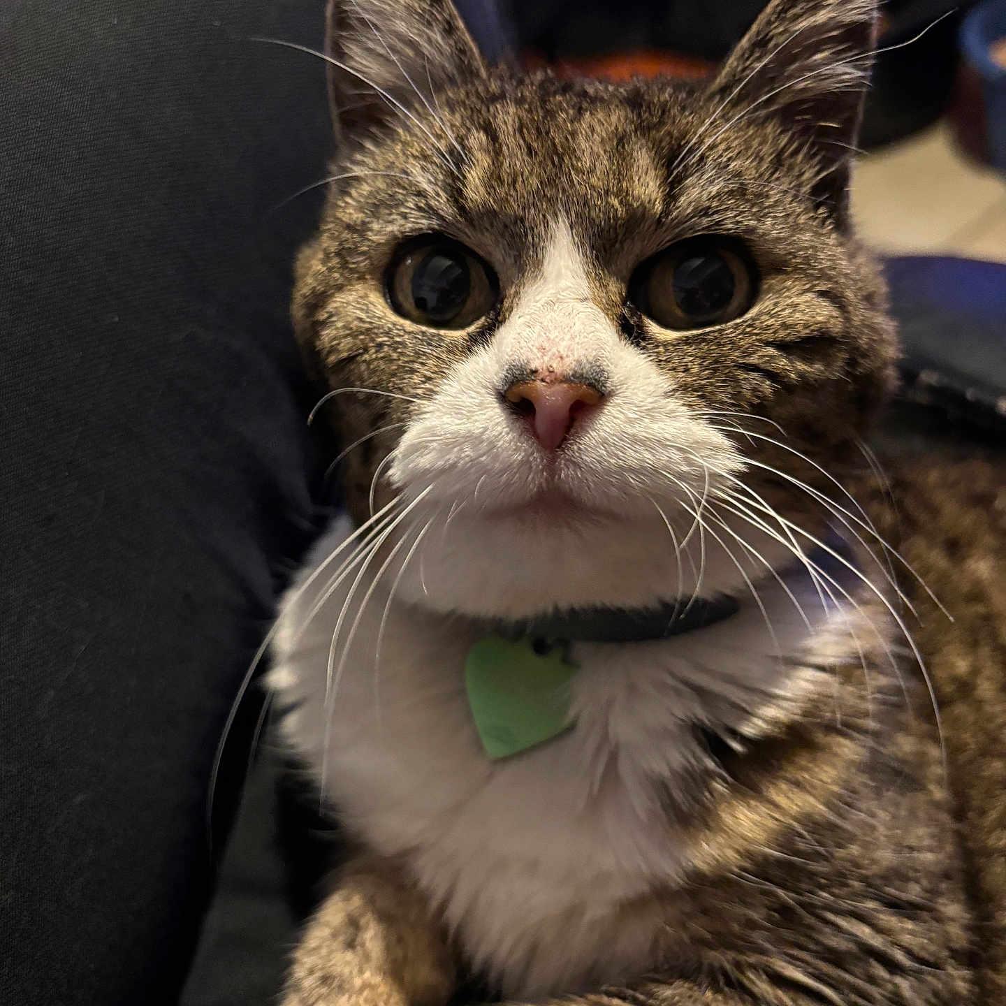 Tanga a rejoint le concours — aidez-le/la à gagner de superbes lots ! cat, tabby, close_up, pet, animal, fur, whiskers, collar, indoor, portrait, face, curious, eyes, cute, domestic, feline, resting, soft, muzzle, relaxed