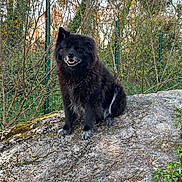 Malibu a rejoint le concours — aidez-le/la à gagner de superbes lots ! dog, black_dog, animal, pet, rock, outdoor, nature, tree, fence, greenery, grass, bush, park, canine, sitting, fluffy, fur, smiling, daylight, landscape