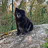 animal, black_dog, bush, canine, daylight, dog, fence, fluffy, fur, grass, greenery, landscape, nature, outdoor, park, pet, rock, sitting, smiling, tree