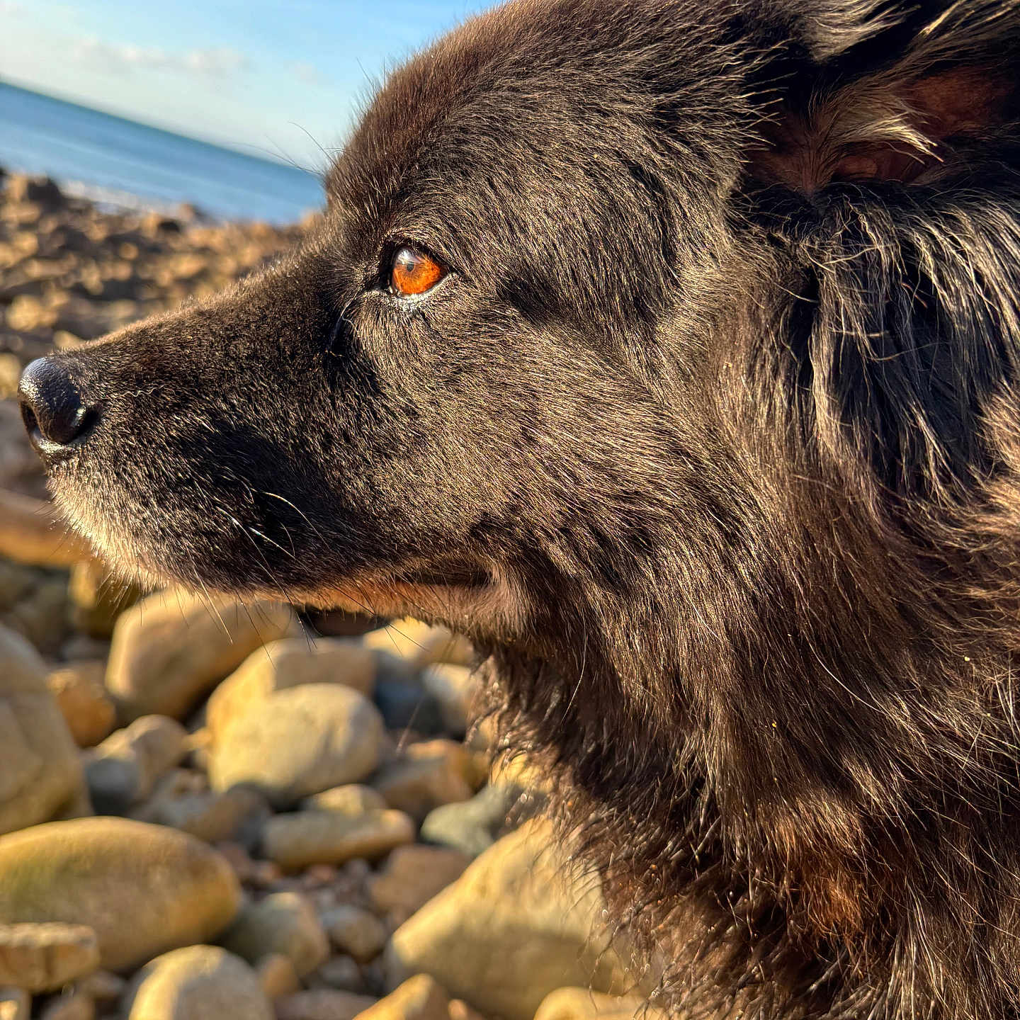 Malibu participe au concours pour gagner de l'argent avec cette photo : dog, close_up, profile, black_fur, amber_eyes, rocky_beach, rocks, sunlight, outdoor, nature, animal, pet, fur_texture, daylight, sky, serene, calm, looking_away, muzzle, ears