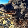 amber_eyes, animal, background, blue_sky, canine, close_up, daylight, dog, fluffy, fur, muzzle, nature, outdoor, pet, portrait, profile, rocky_beach, serene, sunlight, whiskers