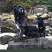 Soho a rejoint le concours — aidez-le/la à gagner de superbes lots ! animal, companions, dog, fur, greenery, landscape, large_dog, mammal, nature, outdoor, pet, rock, sitting, small_dog, social_media, story, text_overlay, two_dogs, view, wildlife