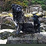 animal, companions, dog, fur, greenery, landscape, large_dog, mammal, nature, outdoor, pet, rock, sitting, small_dog, social_media, story, text_overlay, two_dogs, view, wildlife