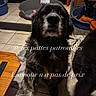 animal, black_dog, blanket, brown_dog, canine, close_up, companion, dog, domestic_animal, floor, furniture, indoor, paw, pet, pet_bed, remote_control, resting, table, tile_floor