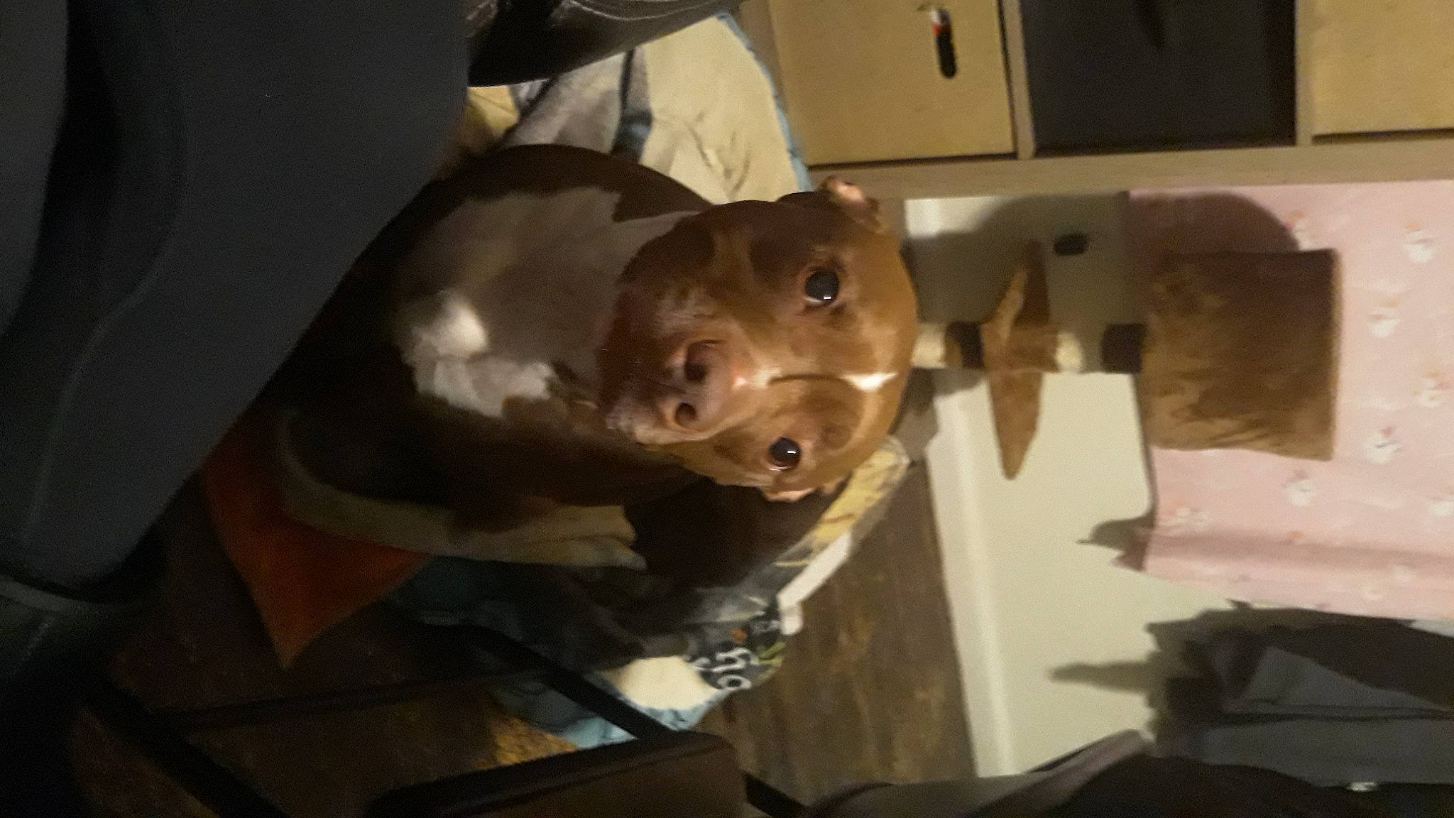 Capone is registered to the contest to win money with this photo: art, auto_part, creative_arts, ear, fun, jaw, metal, personal_protective_equipment, sculpture, snout, wood