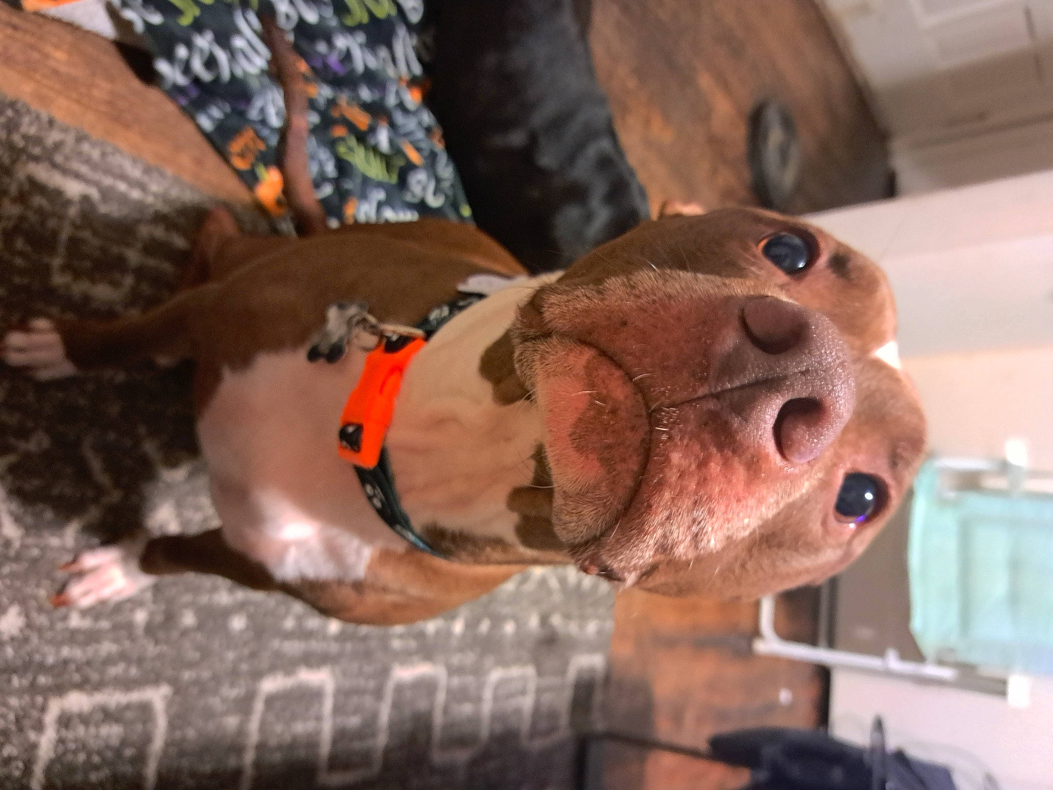 Capone joined the competition — help win amazing prizes! canidae, carnivore, collar, dog, dog_breed, fawn, flesh, liver, meat, metal, personal_protective_equipment, sculpture, sporting_group, wood, working_animal