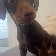 Baki joined the competition — help win amazing prizes! puppy, dog, brown, pet, indoors, couch, cute, animal, young, fur, ears, eyes, whiskers, snout, sitting, curious, domestic, companion, portrait, friendly