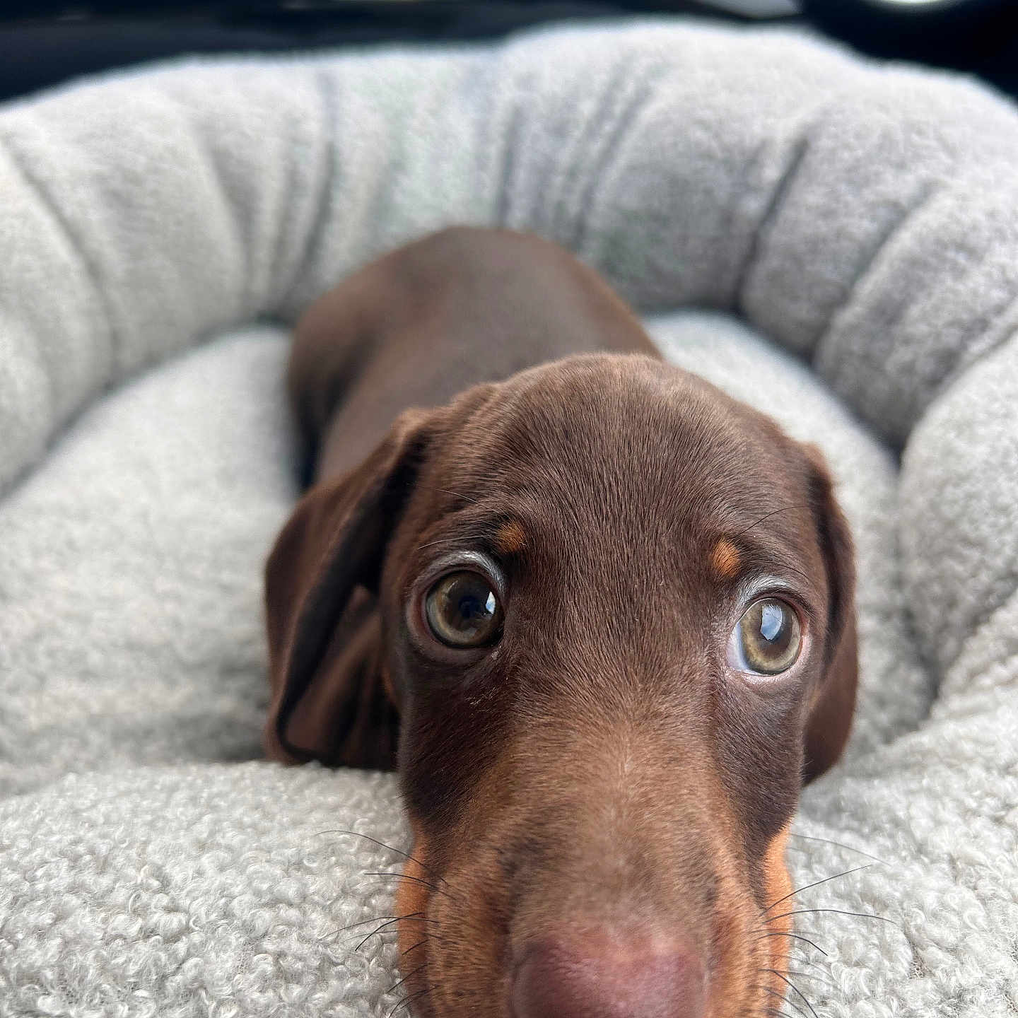 Baki a rejoint le concours — aidez-le/la à gagner de superbes lots ! puppy, dog, brown_dog, close_up, pet_bed, dog_bed, cozy, indoors, animal, cute, young_dog, portrait, sleepy, texture, car_interior, soft, fur, face, nose, eyes