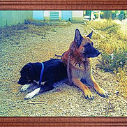 Pascal Fouchard a rejoint le concours — aidez-le/la à gagner de superbes lots ! dog, german_shepherd, black_dog, collar, outdoor, gravel, path, grass, plants, resting, animal, pet, canine, leash, nature, sunlight, daytime, two_dogs, fence, building