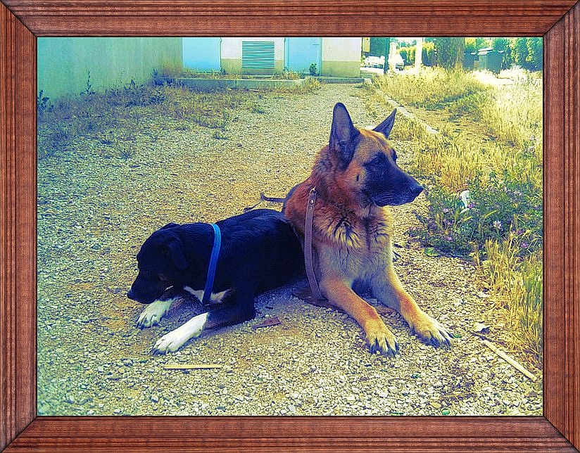 Pascal Fouchard a rejoint le concours — aidez-le/la à gagner de superbes lots ! dog, german_shepherd, black_dog, collar, outdoor, gravel, path, grass, plants, resting, animal, pet, canine, leash, nature, sunlight, daytime, two_dogs, fence, building