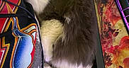 Cosmo joined the competition — help win amazing prizes! cat, fluffy, black_and_white, person, hand, hoodie, keyboard, mousepad, colorful, gaming_setup, cozy, indoor, furry, resting, computer, desk, casual, close_up, pet, relaxed