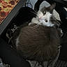 Cosmo is registered to the contest to win money with this photo: cat, gray_cat, white_cat, feline, pet, animal, chair, blanket, indoor, cozy, fur, whiskers, looking_back, curious, resting, home, carpet, mousepad, desk, comfortable