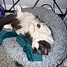 Cosmo joined the competition — help win amazing prizes! cat, sleeping, pet_bed, fluffy, black_and_white, indoor, carpet, cozy, animal, resting, feline, cute, domestic, relaxed, cables, soft, fur, comfortable, teal_cloth, home