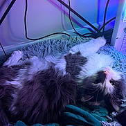 Cosmo is registered to the contest to win money with this photo: cat, fluffy, black_and_white, upside_down, rug, blanket, indoor, cozy, purple_light, blue_light, ambient_light, curious, pet, relaxed, fur, whiskers, cute, animal, lying_down, home