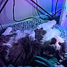 cat, fluffy, black_and_white, upside_down, rug, blanket, indoor, cozy, purple_light, blue_light, ambient_light, curious, pet, relaxed, fur, whiskers, cute, animal, lying_down, home