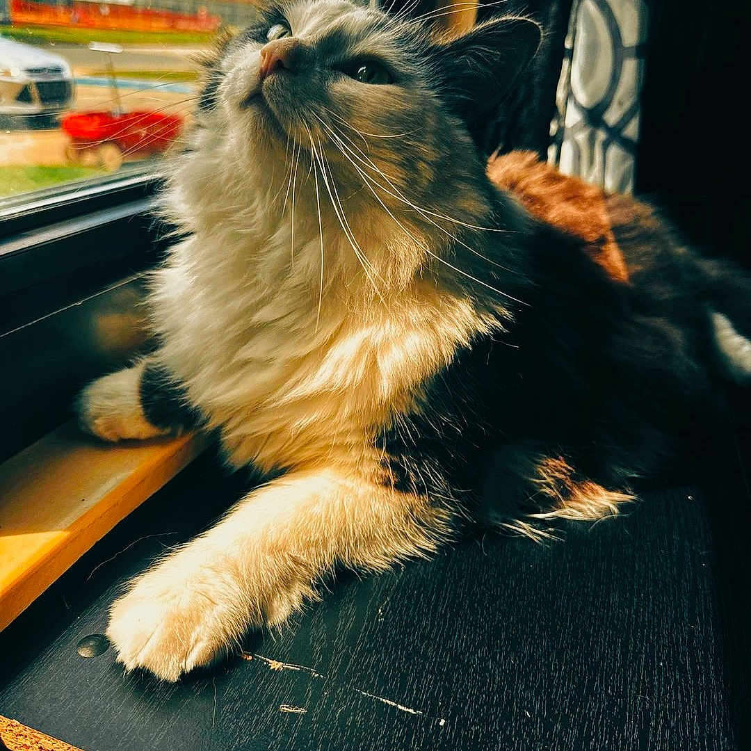 Cosmo is registered to the contest to win money with this photo: cat, fluffy, windowsill, sunlight, indoor, pet, feline, relaxed, cozy, daylight, house, window, fur, whiskers, animal, domestic, resting, orange, black, white