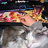 cat, sleeping, hand, keyboard, computer_mouse, desk, desk_mat, person, gray_cat, white_cat, fluffy_cat, gaming_keyboard, mouse, colorful, indoor, resting, cozy, feline, computer, lap