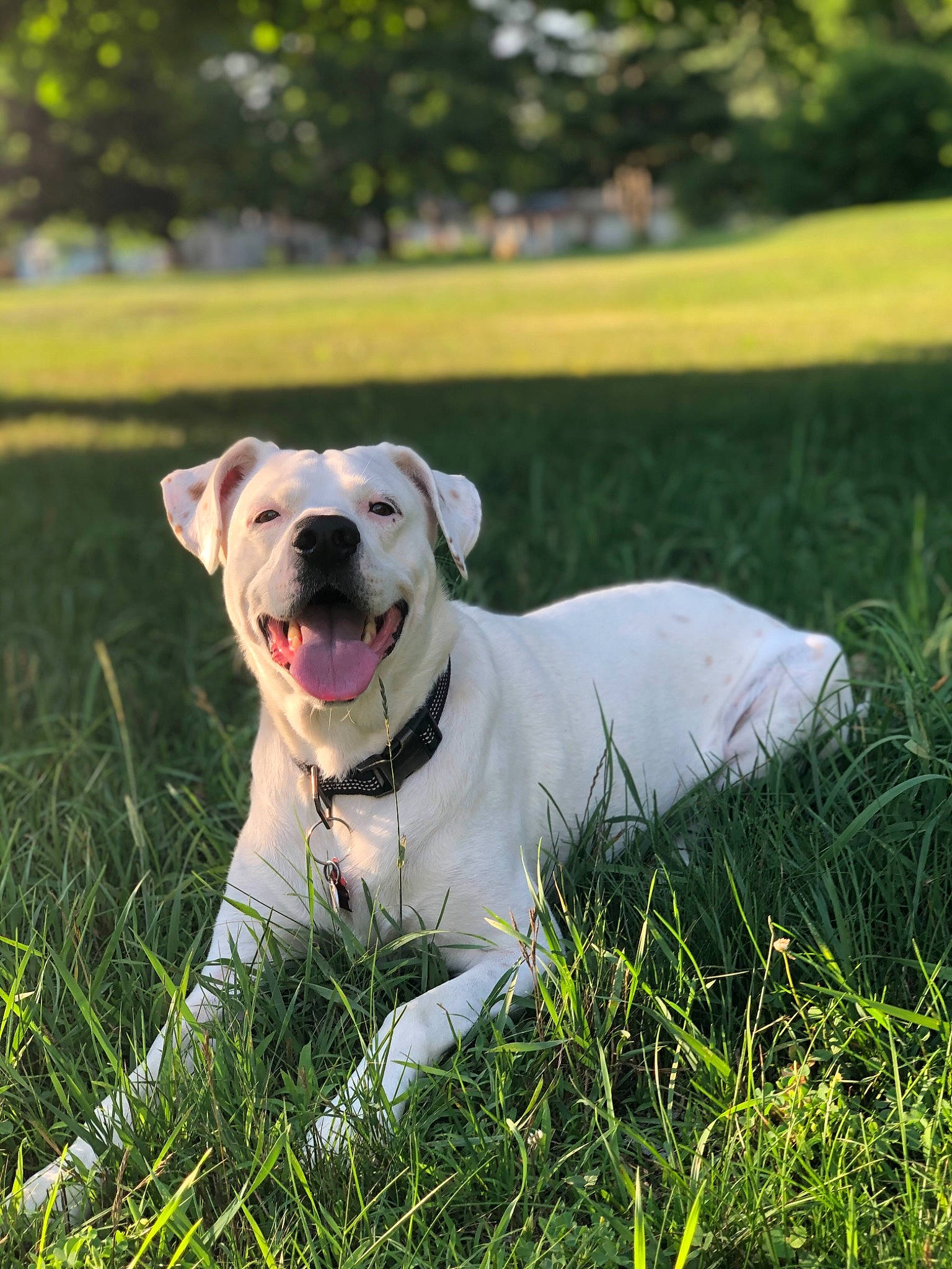 Watson joined the competition — help win amazing prizes! canidae, carnivore, collar, companion_dog, dog, dog_breed, dog_collar, fawn, grass, grassland, happy, lawn, leash, pet_supply, plant, snout, sporting_group, tail, tree, whiskers